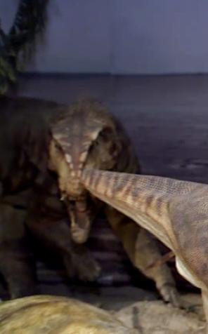 Nowa teoria naukowców z Uniwersytetu Harvarda dotycząca wyginięcia dinozaurów. Za katastrofę odpowiedzialna była kometa