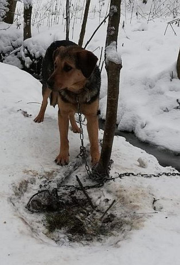 Policjanci uratowali wycieńczonego psa
